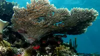 Acropora latistella (Table coral). (Creative Commons)