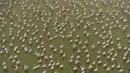 Kawanan burung flamingo terlihat di danau yang terletak di Taman Nasional Amboseli, Kenya, 21 Juni 2018. Diperkirakan terdapat sekitar 400 spesies burung dan 47 jenis hewan liar di taman nasional ini. (AFP/TONY KARUMBA)