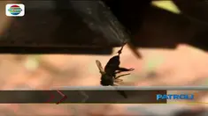Gara-gara disengat sekumpulan tawon, seorang pria pencari rumput Pelita Tujuh Kecamatan Sambutan Samarinda tewas bawah gorong-gorong.