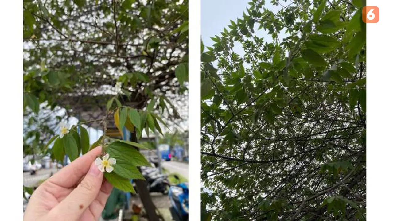 Daun Kersen