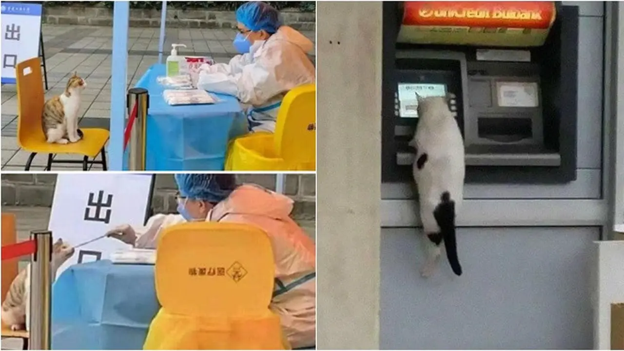 6 Potret Kucing Nyasar ke Fasilitas Umum Manusia, Nongkrong di Kafe hingga Ambil Uang