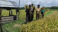 Petani melakukan panen di Ngawi. (Foto: Istimewa)