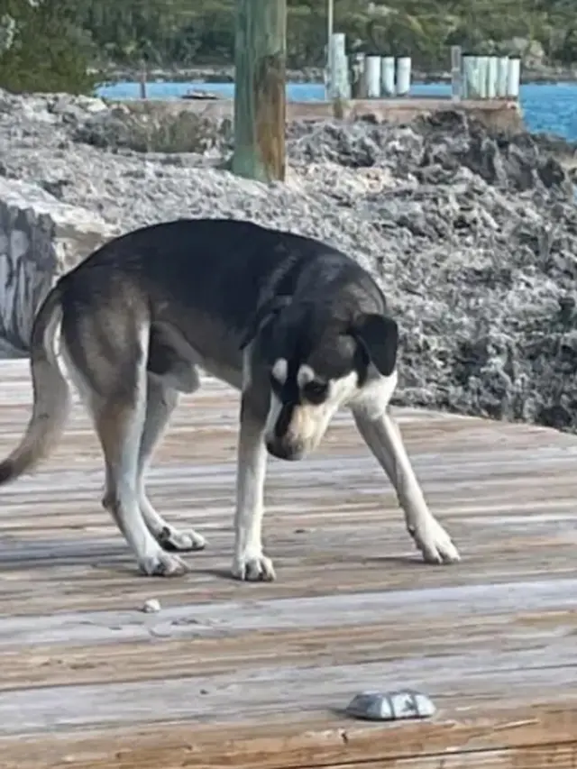 Aksi Anjing Lawan Hiu Demi Lindungi Wisatawan Ini Curi Perhatian