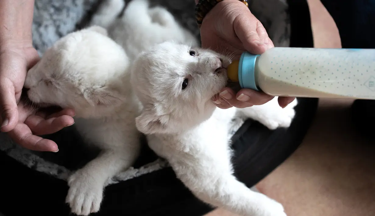 Bayi singa putih yang baru lahir minum susu dengan botol di pusat perawatan singa/harimau "Caresse de tigre", di La Mailleraye-sur-Seine, Prancis pada 11 Agustus 2019. Dua anak singa putih, bernama Nala dan Simba tersebut lahir pada akhir Juli 2019. (LOU BENOIST/AFP)