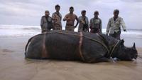 Bangkai badak Samson ditemukan di pantai. Foto: (Dokumentasi Balai TNUK)