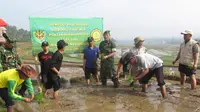Di Garut Ada Sistem Tanam Padi Jajar Legowo, Seperti Apa?