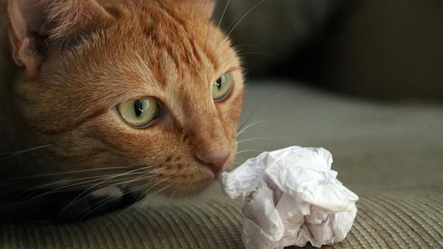 Awalnya Lucu, Aksi Kucing Merobek Kertas Bisa Memicu Gangguan Kesehatan
