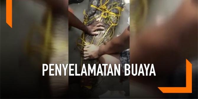 VIDEO: Penemuan 59 Butir Telur Buaya di Sebuah Desa