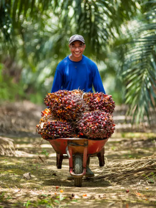 Pekerja Perkebunan Kelapa Sawit