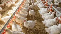 Peluang Usaha Ayam Petelur, Berapa Modal Awal yang Dibutuhkan?
