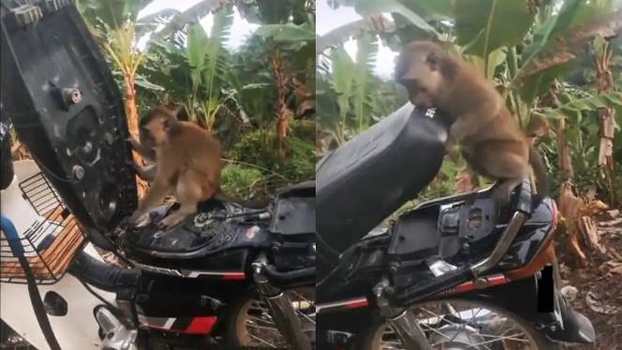 Kocak, Aksi Monyet Usil Buka Jok Motor Ini Ujungnya Bikin Tepuk Jidat