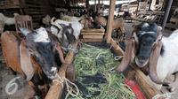 Sejumlah hewan kurban di kawasan Tanah Abang, Jakarta, Sabtu (3/9). Untuk harga Kambing dijual dengan harga Rp2,2-5,5 juta, sedangkan harga sapi Rp18-35 juta. (Liputan6.com/Yoppy Renato)