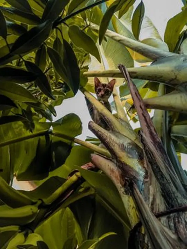 6 Tingkah Kucing Panjat Pohon Pisang Ini Bikin Geleng Kepala