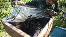Seorang peternak lebah memeriksa sarang lebah yang tidak bersengat di sebuah peternakan lebah di Pekan Bada, provinsi Aceh (20/2/2022). Lokasi ini jadikan eduwisata, sambil berwisata peserta belajar membudidaya lebah.  (AFP/Chaideer Mahyuddin)