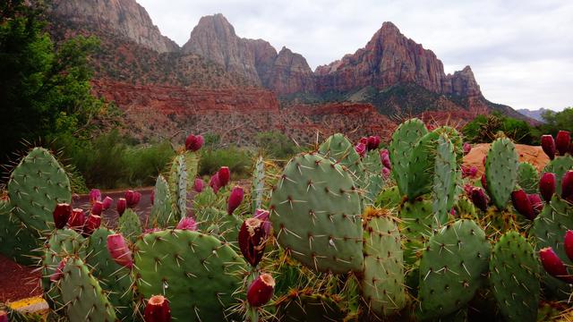 Ilustrasi tanaman kaktus