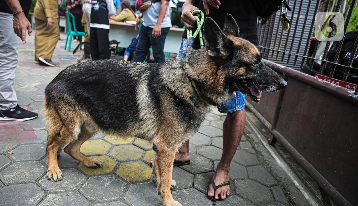 Warga membawa anjing untuk disuntik vaksin antirabies secara gratis di kawasan Tebet, Jakarta, Selasa (16/11/2021). Vaksinasi dilakukan untuk menghindari dan mengantisipasi penyebaran penyakit rabies kepada hewan peliharaan. (Liputan6.com/Faizal Fanani)