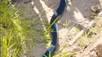 Penampakan Ular Biru di Papua, Pesona Alam yang Memukau Mata