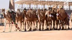 Kontes kecantikan tidak hanya diikuti oleh wanita cantik saja. Di Arab Saudi, puluhan ribu unta ikut kontes kecantikan.