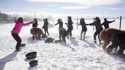 Angie Inglis memimpin Yoga Salju bersama Alpaca di salju di Brae Ridge Farm and Sanctuary dekat Guelph, Ontario, pada 20 Februari 2022. Selusin orang mengikuti kelas yoga di luar ruangan dikelilingi oleh alpaca di musim dingin Kanada yang membekukan. (Geoff Robins / AFP)