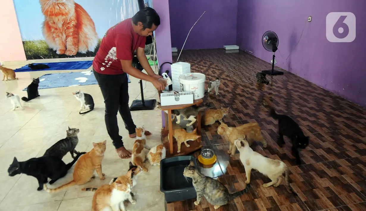 Bimbim memberi makan kucing-kucing disabilitas di Rumah Blendy untuk Kucing Disabilitas di kawasan Sawangan, Depok, Jawa Barat, Kamis (15/12/2021). Biaya pemeliharaan kucing disabilitas mencapai Rp 40 juta per bulan yang berasal dari subsidi silang usaha petshop. (merdeka.com/Arie Basuki)