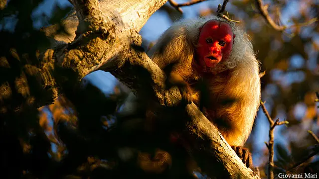 ilustrasi uakari botak