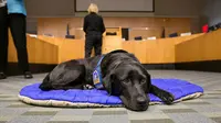 Anjing penenang di pengadilan. (Metro.co.uk)