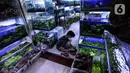 Penjual mengecek ikan di Sentra Ikan Hias, Dinas Kelautan, Pertanian dan Ketahanan Pangan DKI Jakarta, Senin (9/8/2021). Selama masa pandemi Covid-19 pendapatan para penjual ikan hias mengalami penurunan yang cukup signifikan. kerumunan. (Liputan6.com/Johan Tallo)