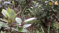 Khat, Teh Arab yang Bikin Teler