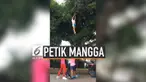 Sekelompok cheerleader di Filipina gunakan gerakan melompat untuk memetik mangga di pohon tinggi. Aksi mereka ternyata berhasil dan menjadi viral.
