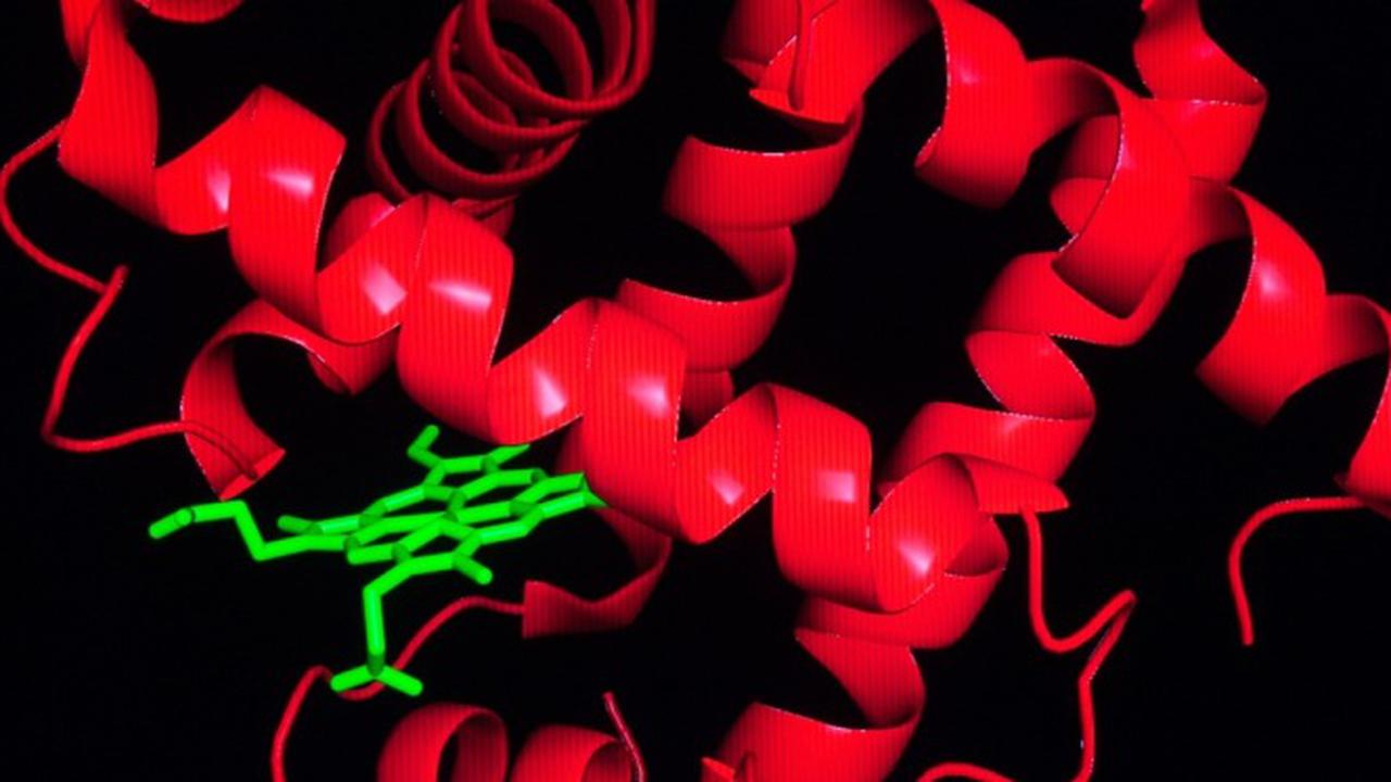 Darah buatan dari protein ikan paus