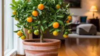 Pohon Buah Mini dalam Pot yang Bisa Jadi Peneduh Teras, Solusi Hijau untuk Rumah Minimalis