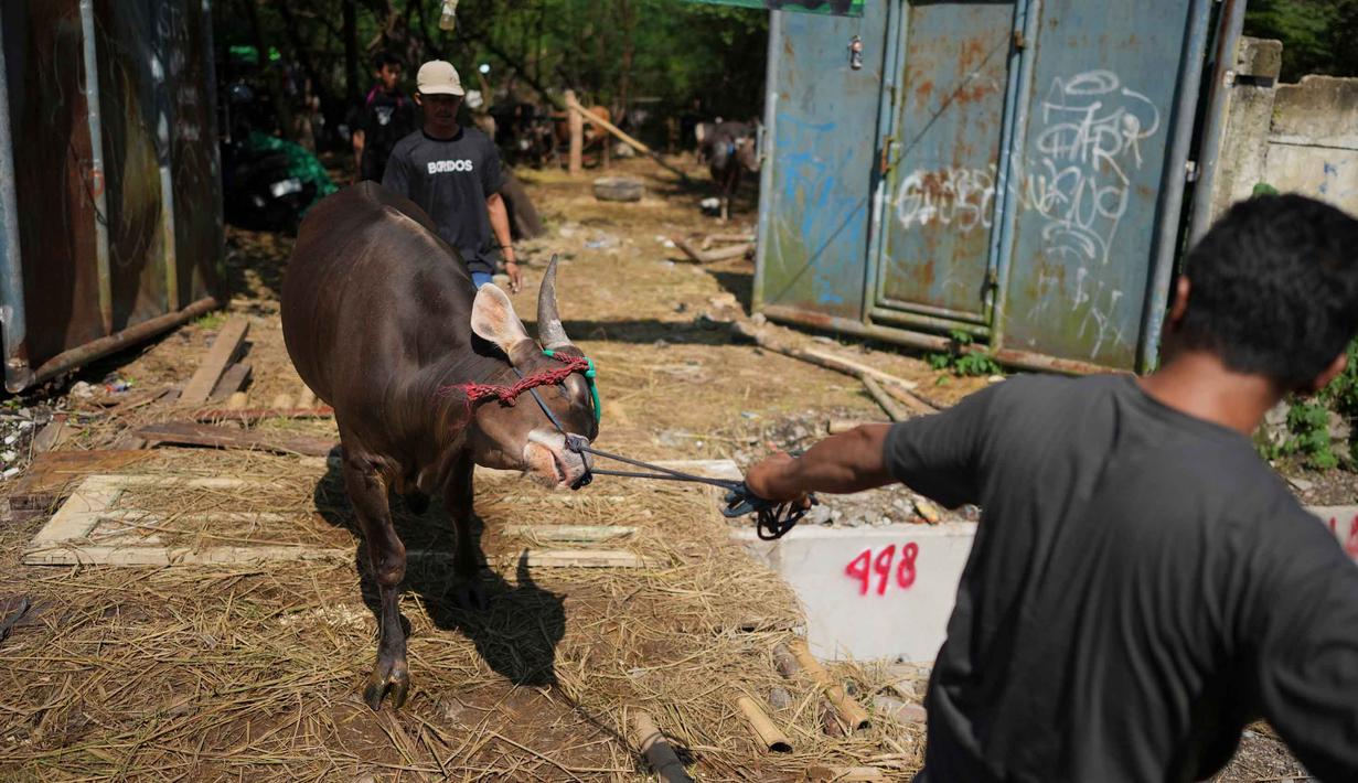 Para pekerja menggiring seekor sapi menjelang Hari Raya Idul Adha 1447 Hijriah di Jakarta, Selasa 26 Mei 2026. (AP Photo/Dita Alangkara)
