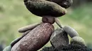 Salah satu wujud batu bertumpuk atau rock balancing dalam European Stone Stacking Championships 2018 di Dunbar, Skotlandia, Minggu (22/4). (ANDY BUCHANAN/AFP)