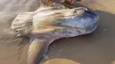 Seekor ikan matahari (Mola mola) berukuran raksasa ditemukan mati terdampar di bibir sungai Murray, Australia Selatan pada 16 Maret 2019. Penemu bangkai ikan ini adalah penduduk setempat bernama Linette Grzelak. (Handout/Courtesy of Linette Grzelak/AFP)