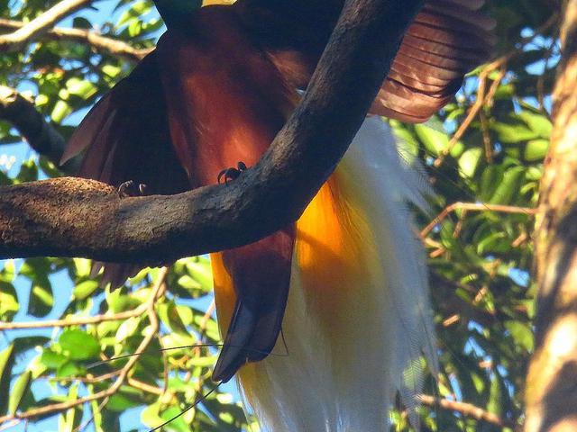 Kisah Sedih Di Balik Julukan Burung Surga Cendrawasih Lifestyle Liputan6 Com
