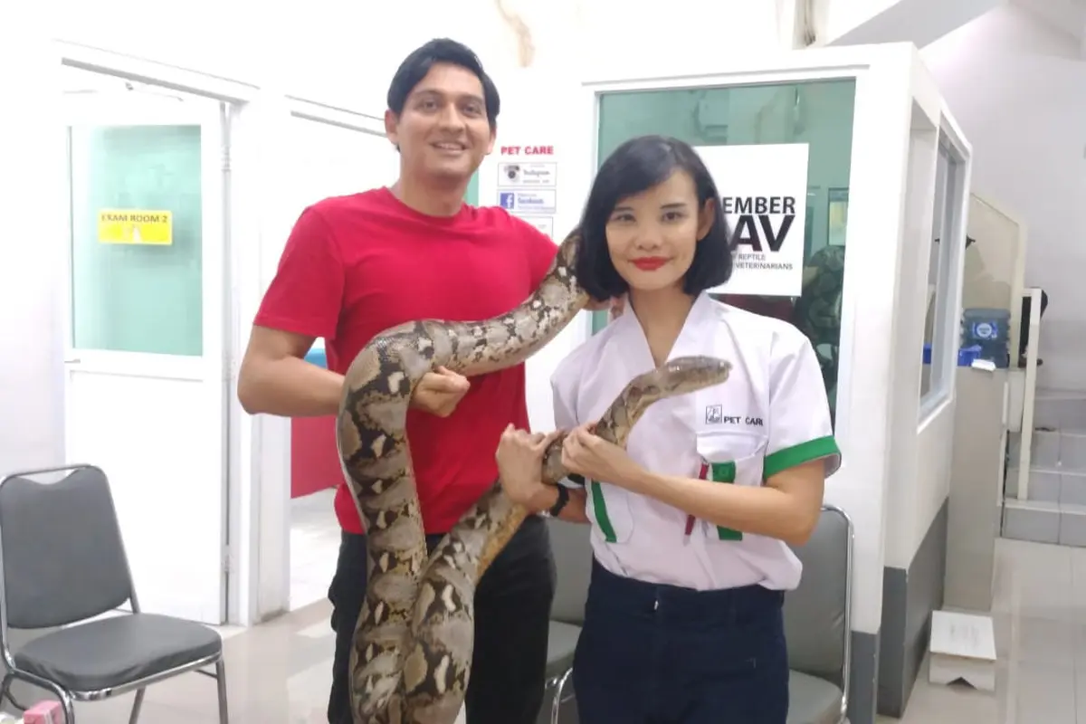 Lucky Hakim memeriksa perkembangan ular peliharaannya yang terkena kanker mulut (ist)