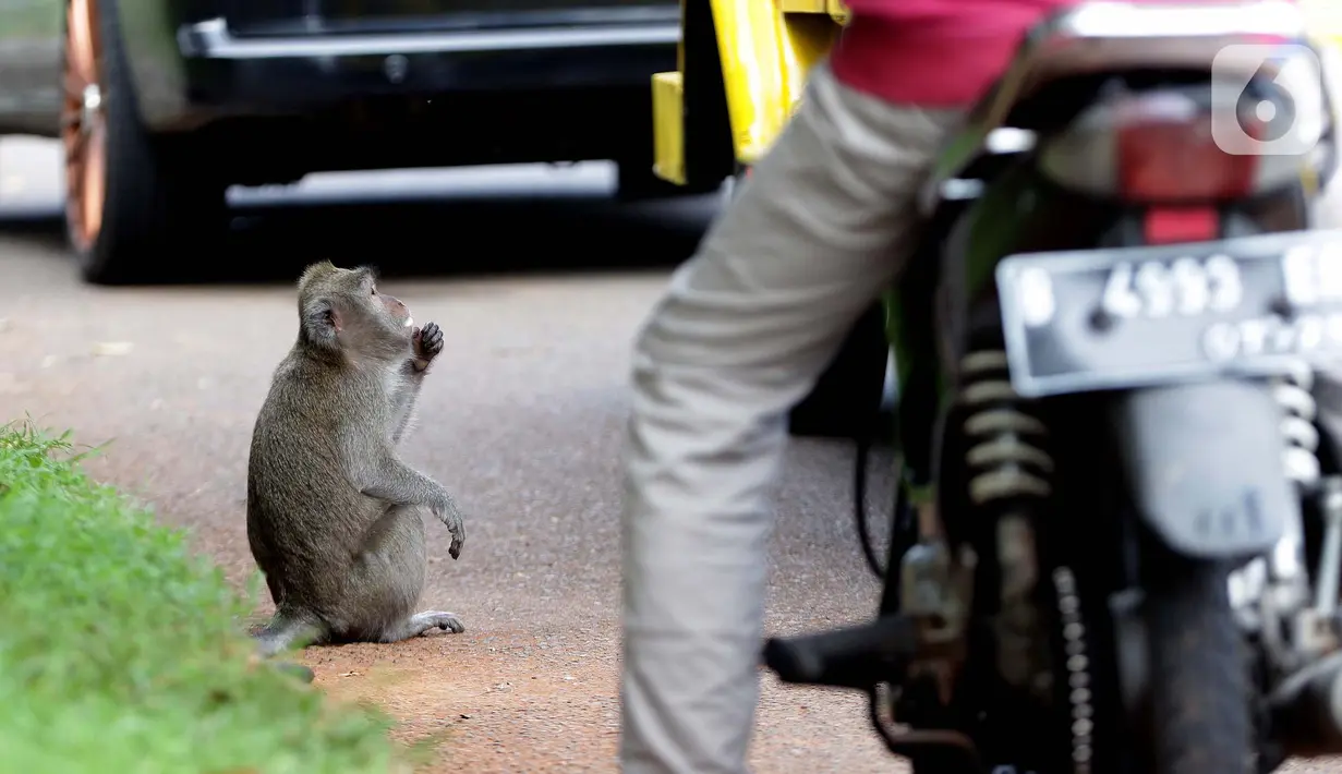 Monyet ekor panjang (Macaca Fascicularis) menanti makanan yang dilemparkan warga di kawasan Suaka Margasatwa Muara Angke, Penjaringan, Jakarta, Sabtu (29/5/2021). Meski sudah ada larangan, namun pemberian makanan oleh warga kepada monyet ekor panjang masih terlihat. (Liputan6.com/Helmi Fithriansyah)