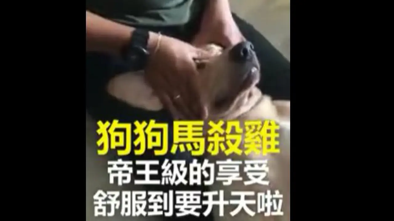 [Bintang] Anjing dipijat