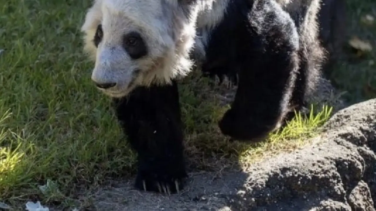 Ya Ya seekor panda yang dipinjamkan ke AS, akan dikembalikan ke China (Source: Twitter/ @zhengzaitiaohe)