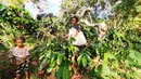 Produksi kopi ini telah dilakukan secara turun temurun dari para orang tua terdahulu. Dari biji kopi inilah, masyarakat di sana bisa menopang kehidupan mereka dan membangun perekonomian agar lebih baik lagi. (Foto: Dok BRI)