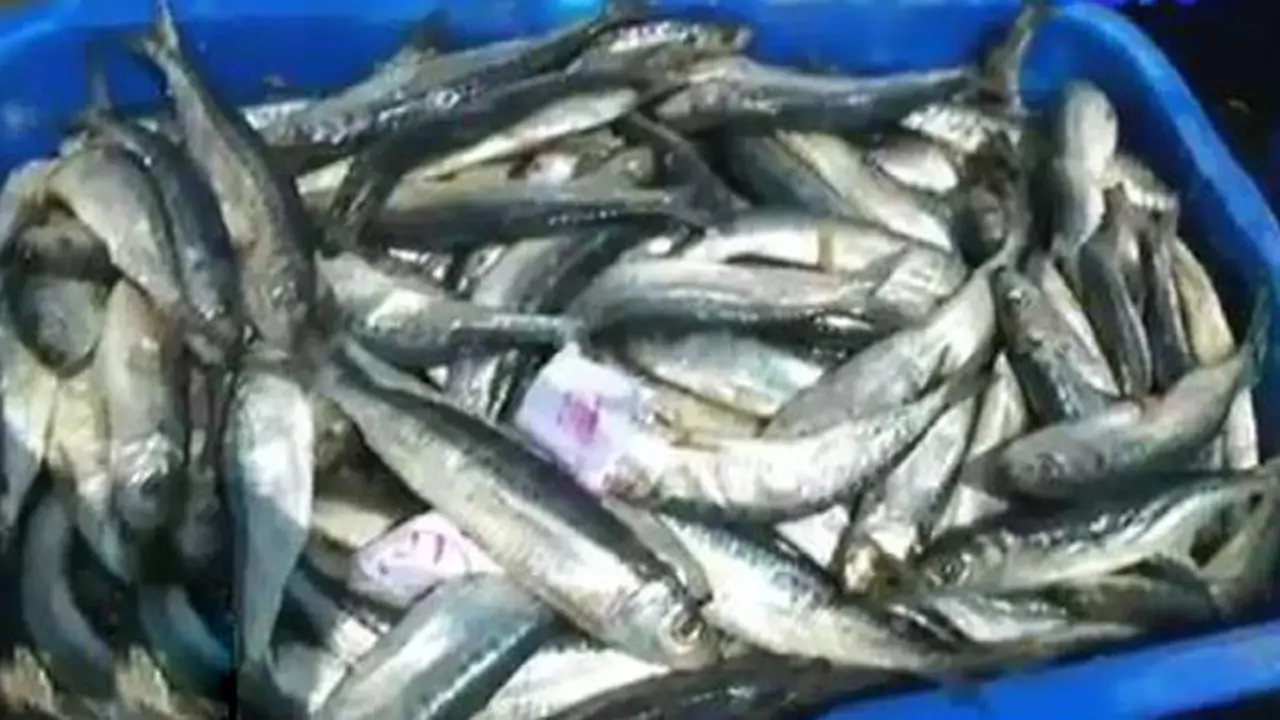 BBM Naik Akibatkan Harga Ikan Anjlok, Nelayan Menjerit 