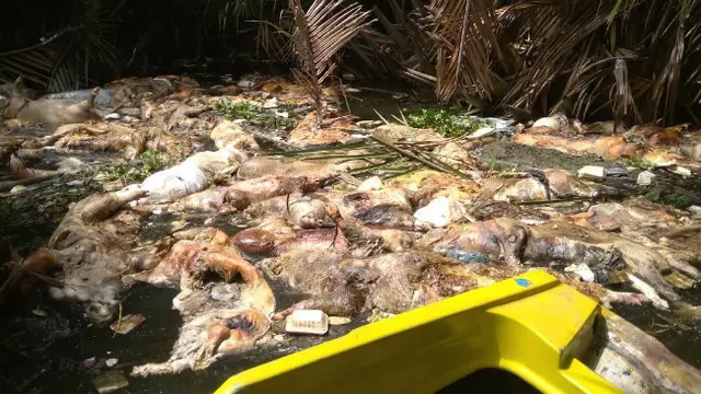 Kolera Babi di Sumatera Utara