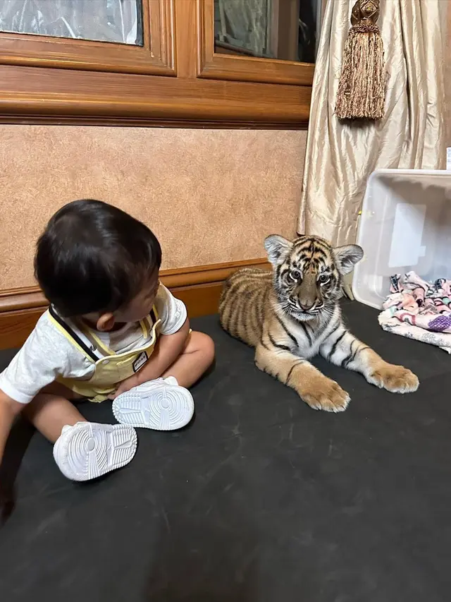 Ria Ricis dan Moana main bareng harimau Alshad Ahmad (Foto: instagram riaricis1795)