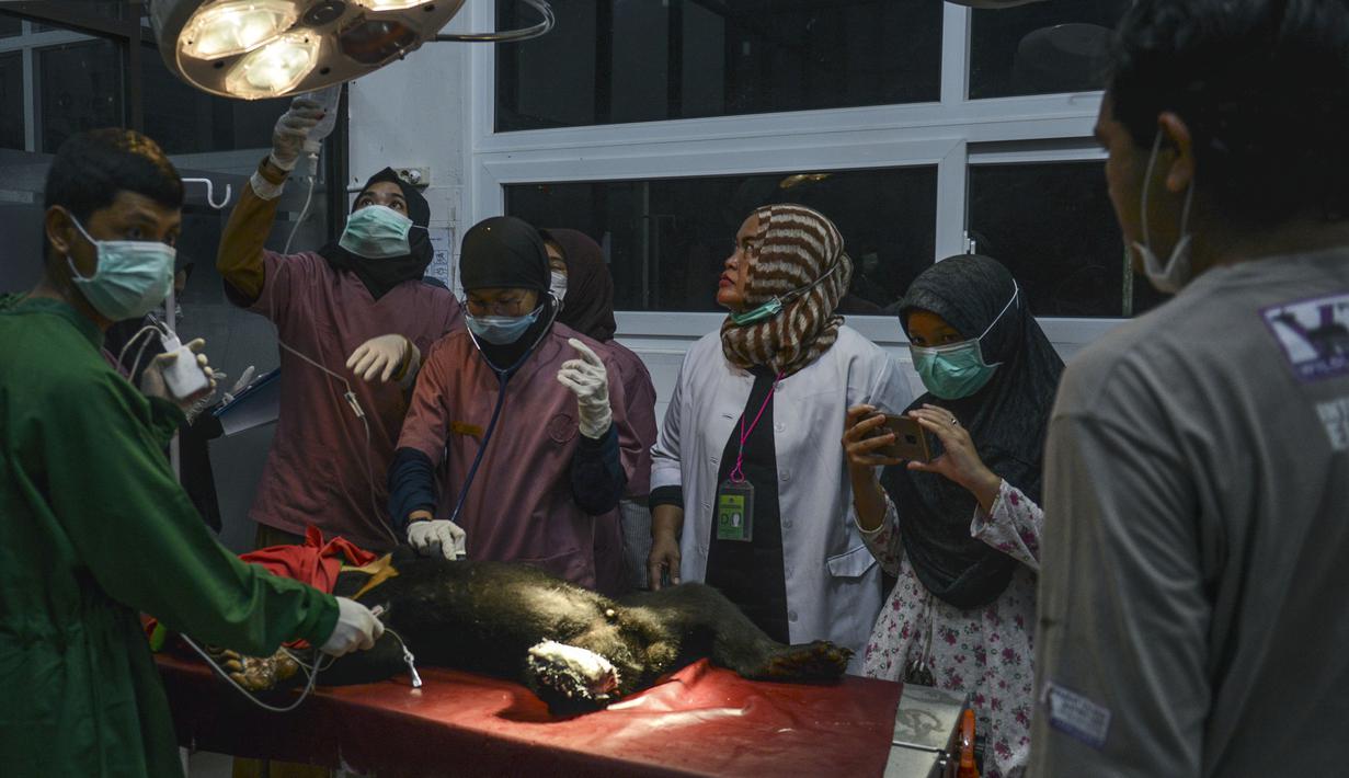 Dokter hewan dan mahasiswa memberikan perawatan beruang madu setalah operasi amputasi di Banda Aceh (14/6/2019). Pihak dokter hewan dari laboratorium klinik FKH Unsyiah menyatakan Anak beruang madu yang diperkirakan berusia 2 tahun lebih tersebut harus diamputasi. (AFP Photo/Chaideer Mahyuddin)