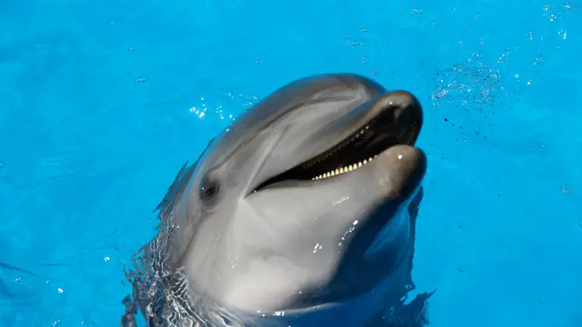 Dolphin