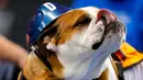 Anjing Bulldog, Winston milik Jim dan Paula Battani berdiri di atas catwalk kontes kecantikan bertajuk Beatiful Bulldog ke-37 di Des Moines, Iowa, Minggu (22/4). Pemenang kontes ini akan menjadi maskot ajang atletik Drake Relays. (AP/Charlie Neibergall)
