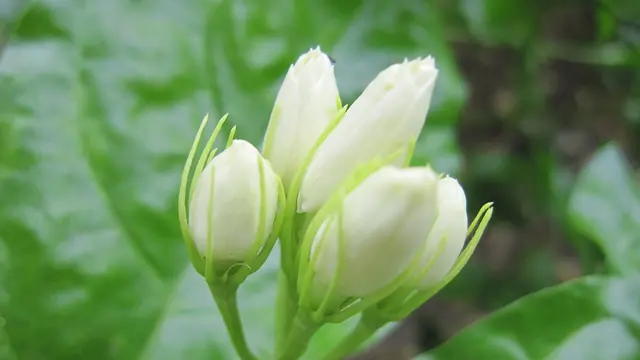 Keharuman melati