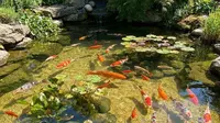 6 Cara Menjaga Air Kolam Ikan Tetap Jernih Tanpa Perlu Sering Dikuras