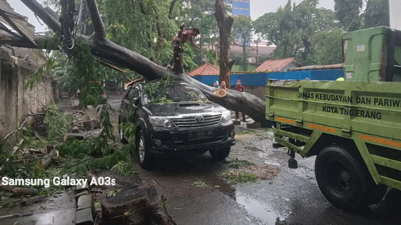 Pohon tumbang imbas hujan desar di salah satu lokasi Kota Tangerang. (Liputan6.com/Pramita Tristiawati)