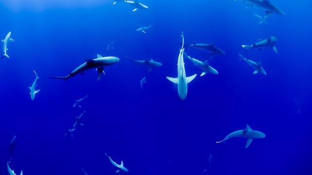 Ilustrasi hiu. (Pixabay)